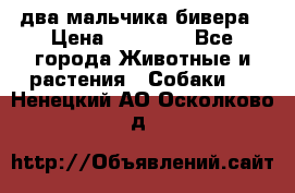 два мальчика бивера › Цена ­ 19 000 - Все города Животные и растения » Собаки   . Ненецкий АО,Осколково д.